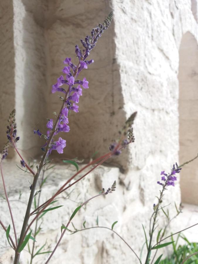 Trulli Di Puglia - Casa Vacanze In Valle D'Itria Martina Franca Kültér fotó